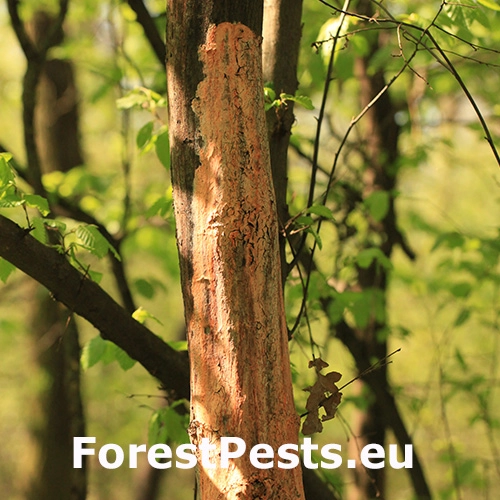 Oranžov&aacute; k&ocirc;ra