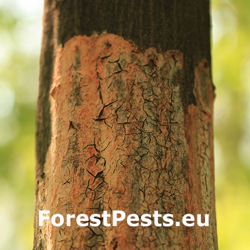 Oranžov&aacute; k&ocirc;ra