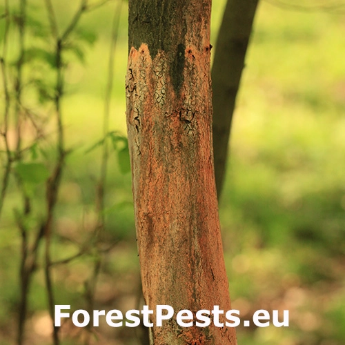 Oranžov&aacute; k&ocirc;ra