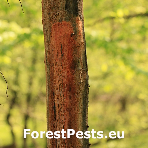 Oranžov&aacute; k&ocirc;ra