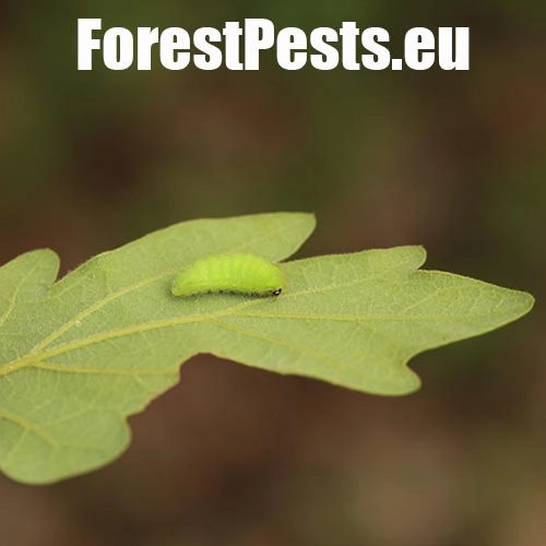 Ostr&ocirc;žk&aacute;r cezm&iacute;nov&yacute;