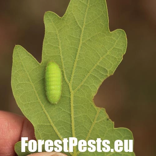 Ostr&ocirc;žk&aacute;r cezm&iacute;nov&yacute;