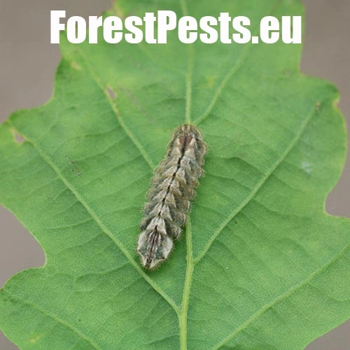 Ostr&ocirc;žk&aacute;r dubov&yacute;