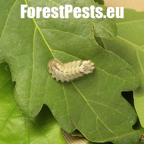 Ostr&ocirc;žk&aacute;r dubov&yacute;