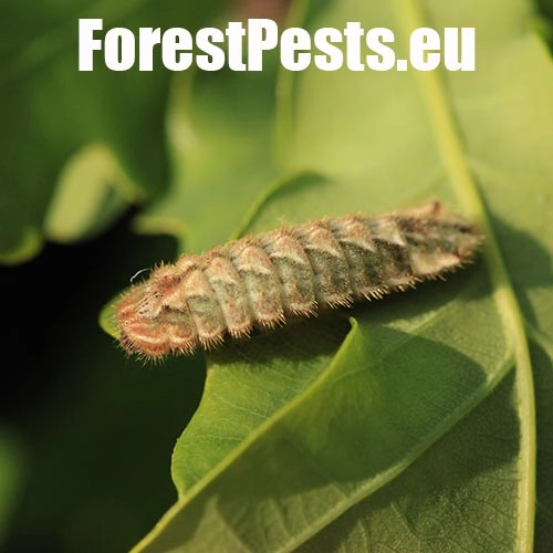 Ostr&ocirc;žk&aacute;r dubov&yacute;