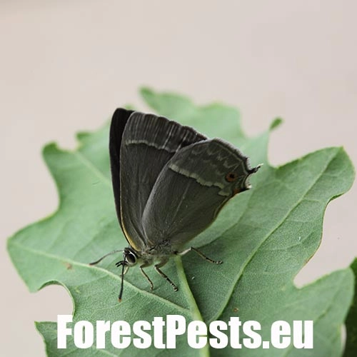 Ostr&ocirc;žk&aacute;r dubov&yacute;