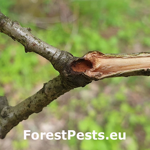 Pak&ocirc;rnik Sinoxylon perforans