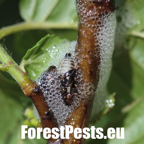 Peniarka jel&scaron;ov&aacute;