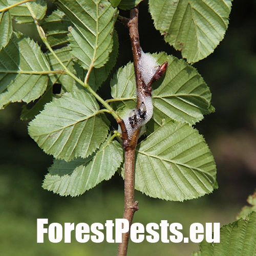 Peniarka jel&scaron;ov&aacute;