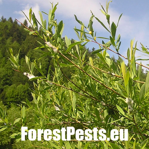 Peniarka vŕbov&aacute;