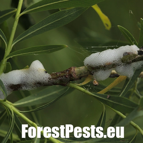 Peniarka vŕbov&aacute;