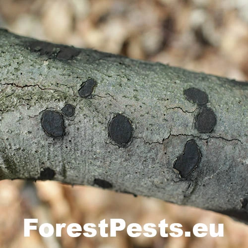 Peniazovček početn&yacute;