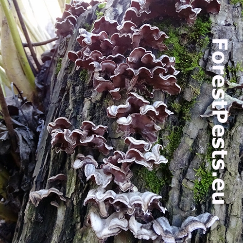 Pevn&iacute;kovec purpurov&yacute;