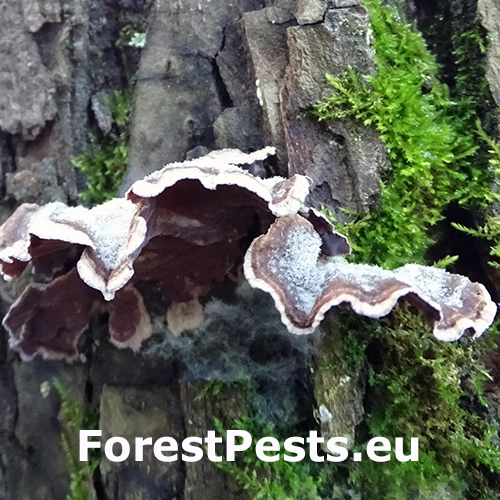 Pevn&iacute;kovec purpurov&yacute;