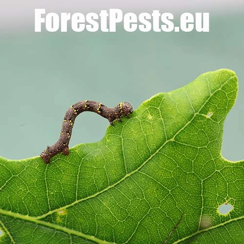 Piadivka chlpat&aacute; 