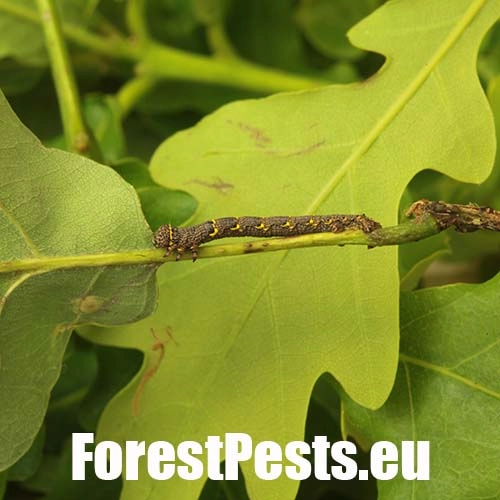 Piadivka chlpat&aacute; 