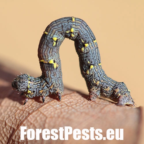 Piadivka chlpat&aacute; 