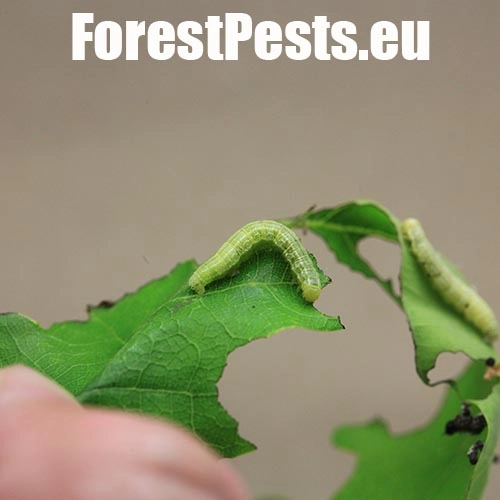 Piadivka jesenn&aacute;