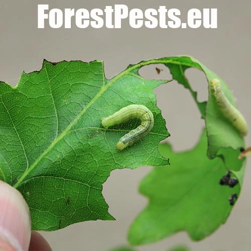 Piadivka jesenn&aacute;