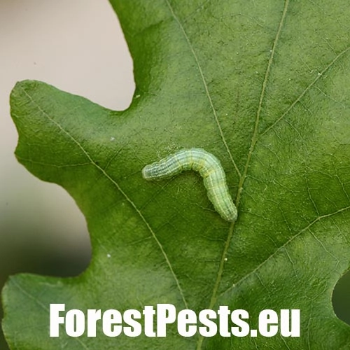 Piadivka jesenn&aacute;