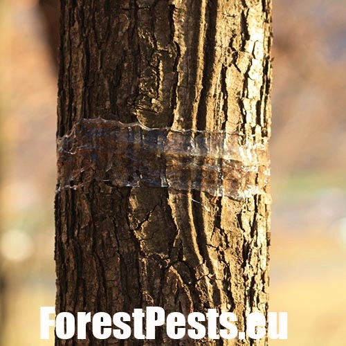 Piadivka jesenn&aacute;