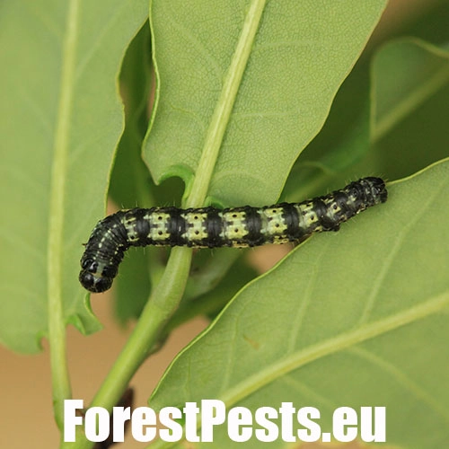 Piadivka osikov&aacute;