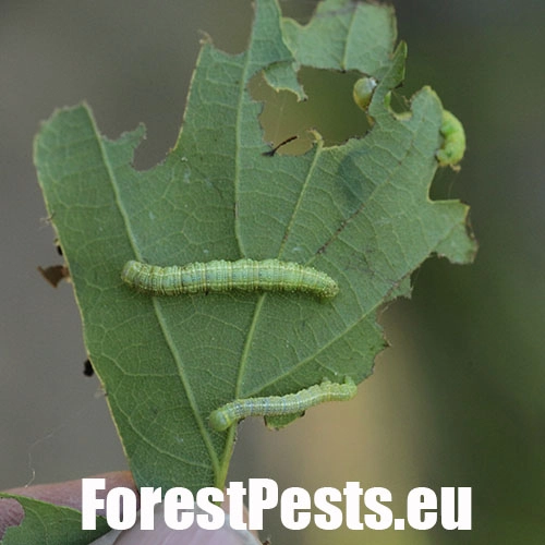 Piadivka osikov&aacute;