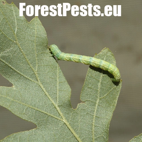 Piadivka osikov&aacute;