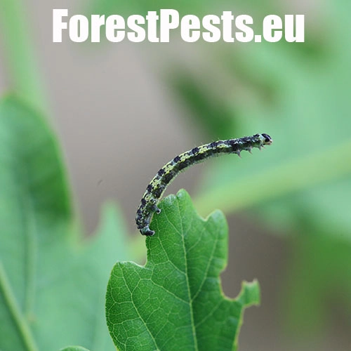 Piadivka osikov&aacute;