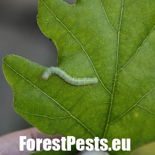 Piadivka osikov&aacute;