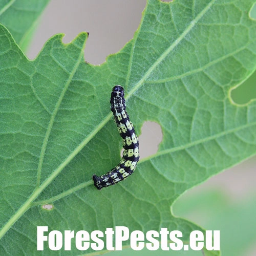 Piadivka osikov&aacute;