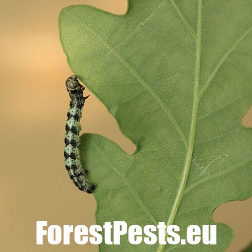 Piadivka osikov&aacute;