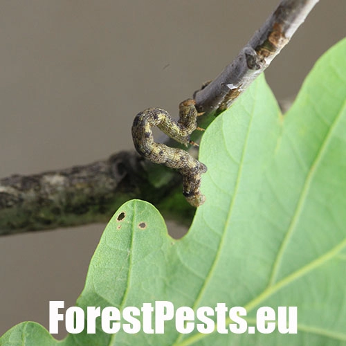 Piadivka pomarančov&aacute;