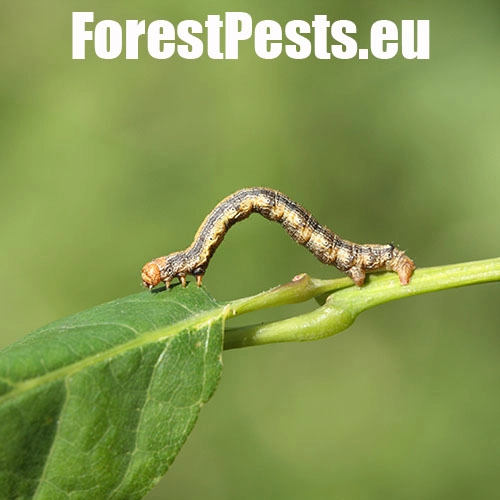 Piadivka pomarančov&aacute;