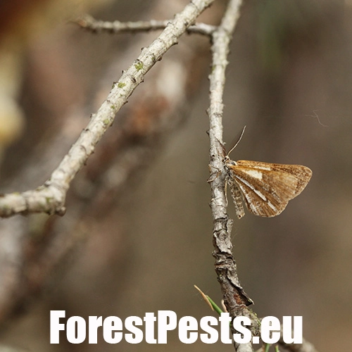 Piadivka tmavo&scaron;kvrnn&aacute; 