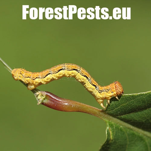 Piadivka zimn&aacute;