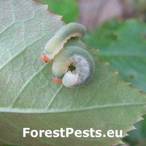Piliarka Apethymus apicalis