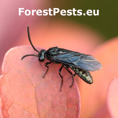 Piliarka dr&aacute;čov&aacute;