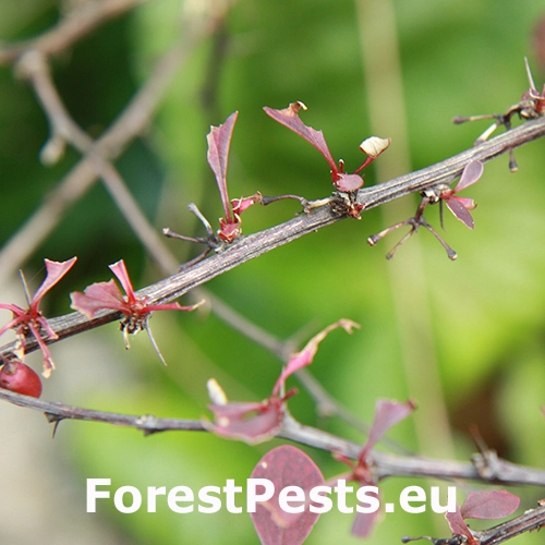 Piliarka dr&aacute;čov&aacute;