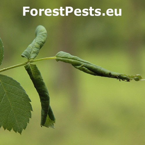 Piliarka drobn&aacute;