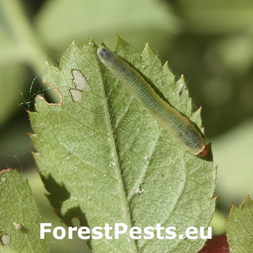 Piliarka Endelomyia aethiops