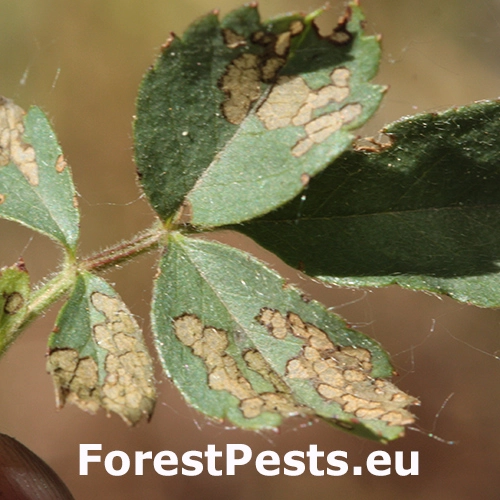 Piliarka Endelomyia aethiops