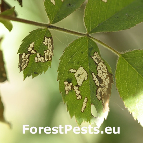 Piliarka Endelomyia aethiops