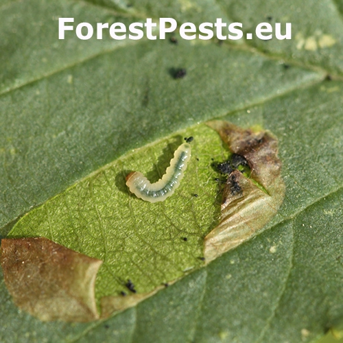 Piliarka Fenusa dohrnii