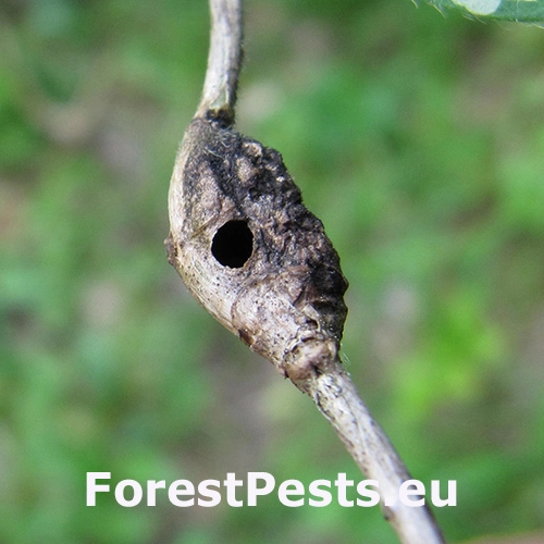 Piliarka Hoplocampoides xylostei