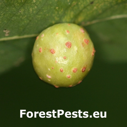 Piliarka hrčkov&aacute;