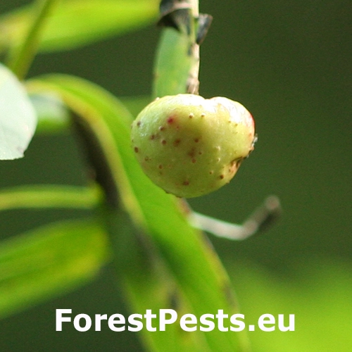 Piliarka hrčkov&aacute;