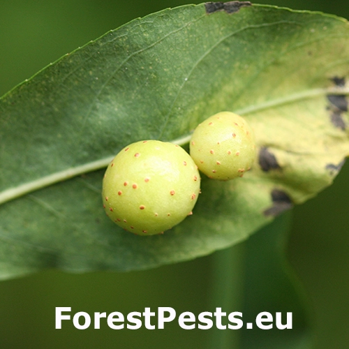 Piliarka hrčkov&aacute;