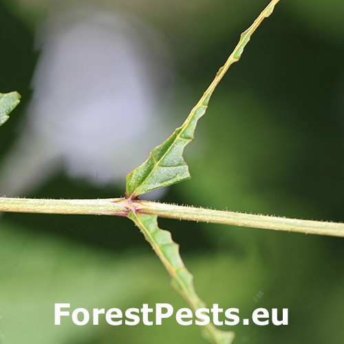 Piliarka jaseňov&aacute; 