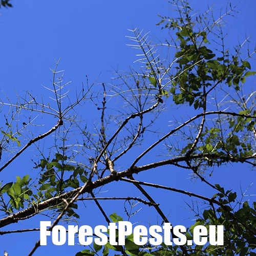 Piliarka jaseňov&aacute; 